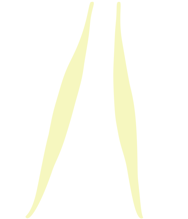 Psoas muscles Highlight